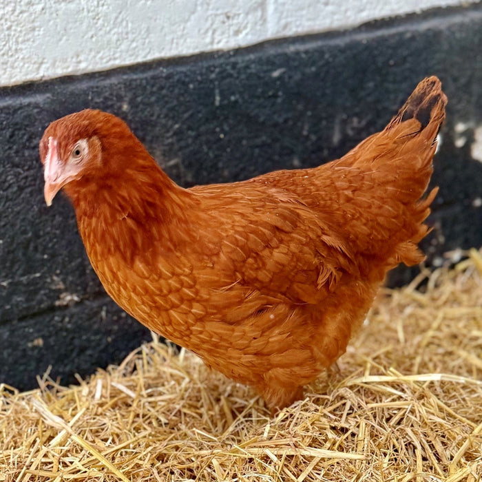 Chickens: Blacktail